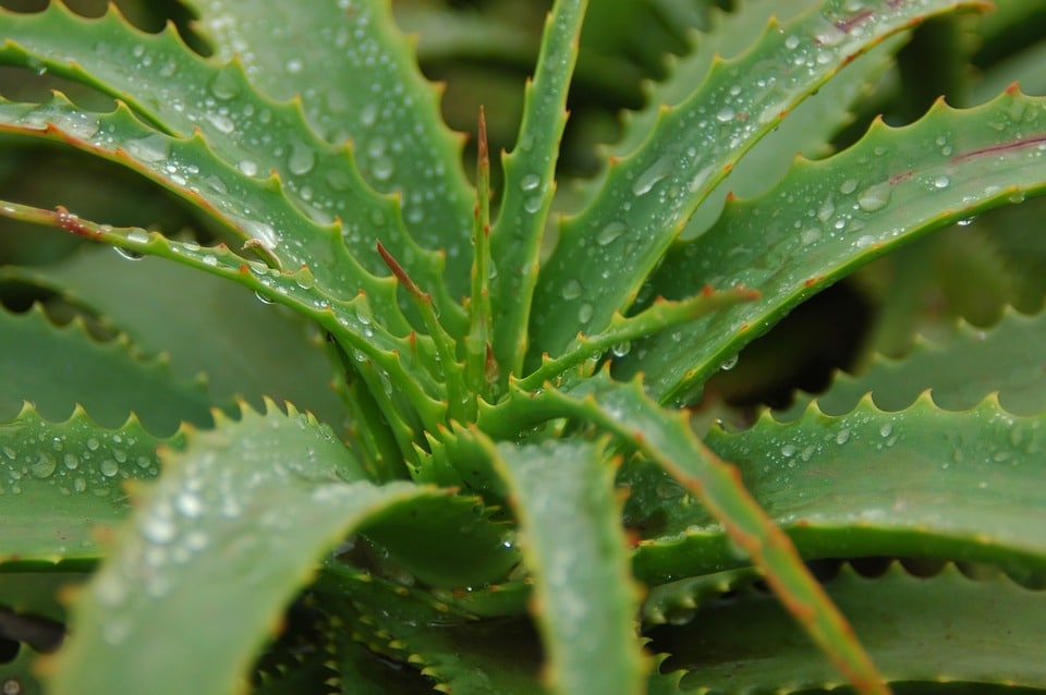 Le gel d&rsquo;aloe vera: origines et propriétés