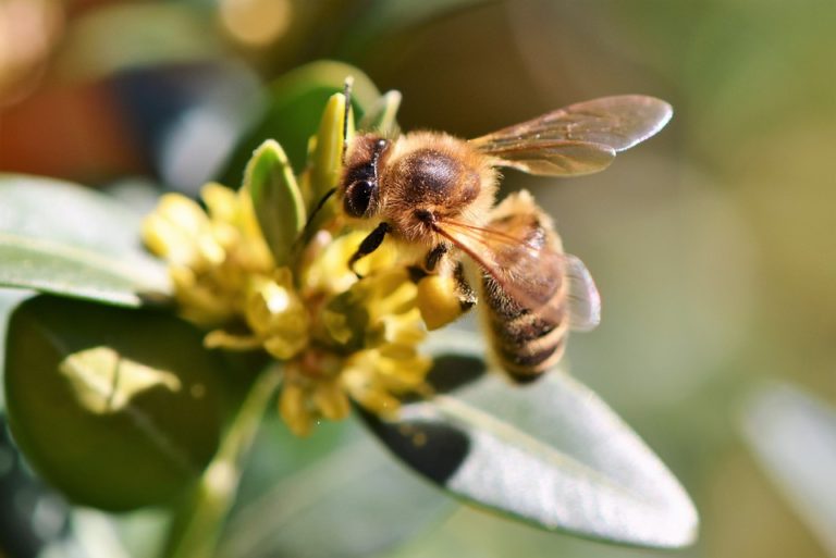 Pourquoi attirer les insectes pollinisateurs au jardin ?