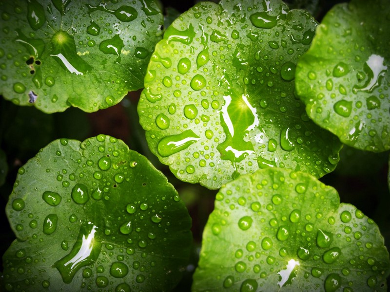 Nouvelle construction : l&rsquo;utilisation de l&rsquo;eau de pluie pour les chasses d&rsquo;eau