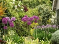 Nos conseils pour réussir l&rsquo;élagage de vos arbustes