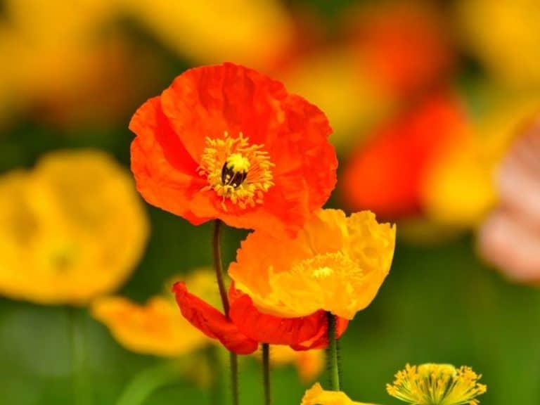 fleurs et eau de pluie