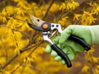 Quelle période pour l&rsquo;élagage d&rsquo;arbuste ?