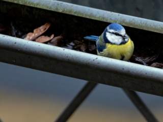 L’importance de nettoyer les gouttières de sa toiture