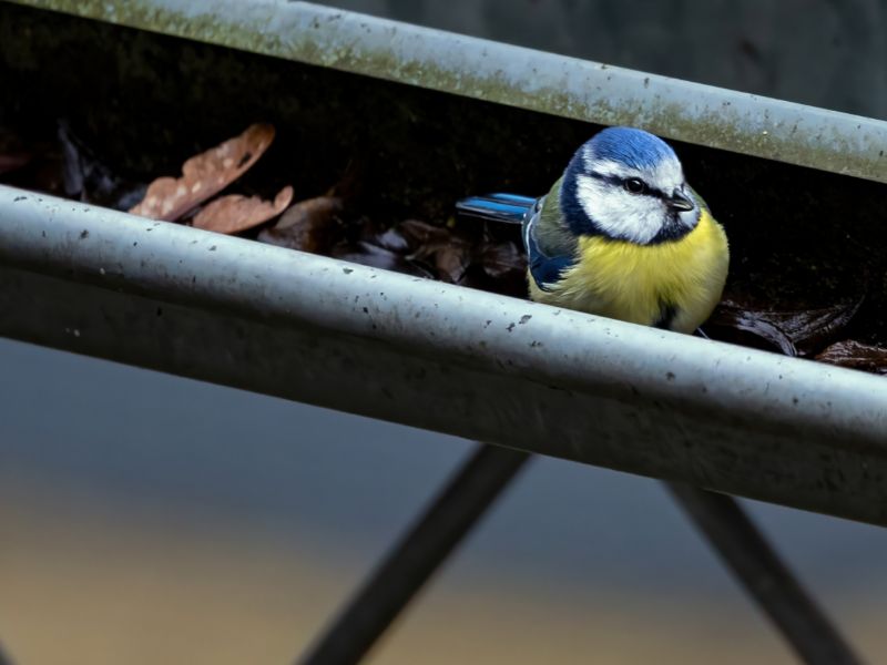 L’importance de nettoyer les gouttières de sa toiture